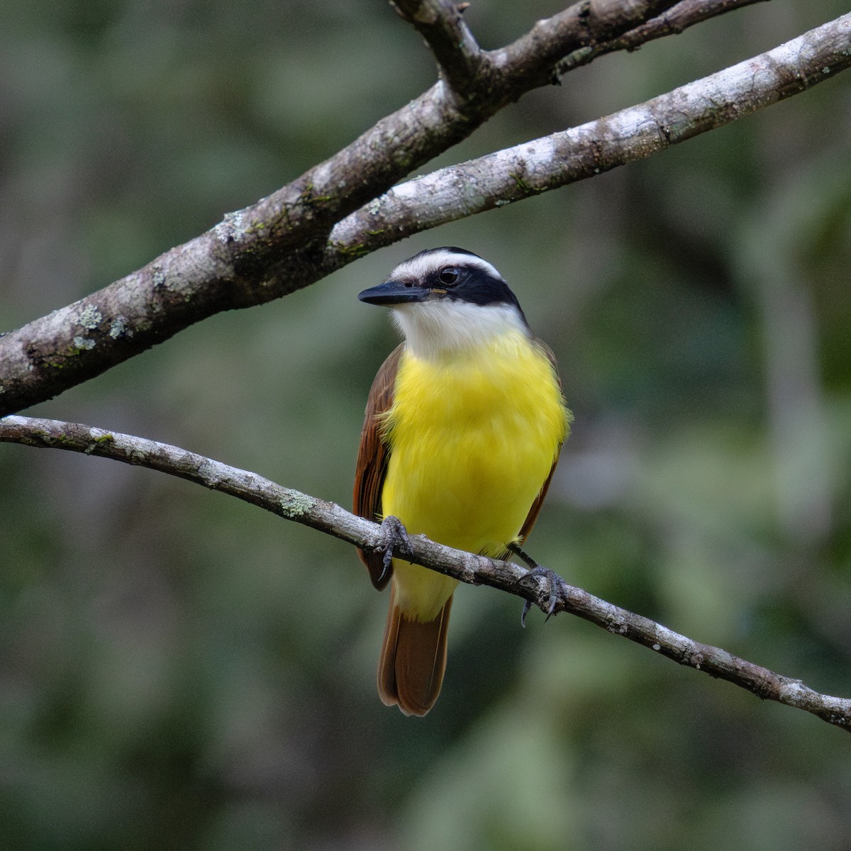 Great Kiskadee - ML636007314