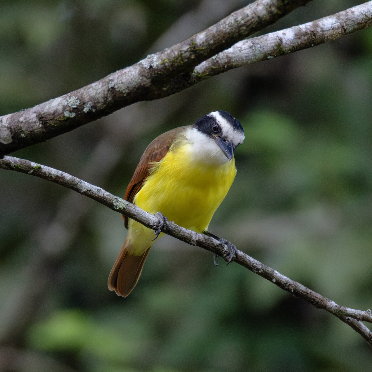 Great Kiskadee - ML636007315