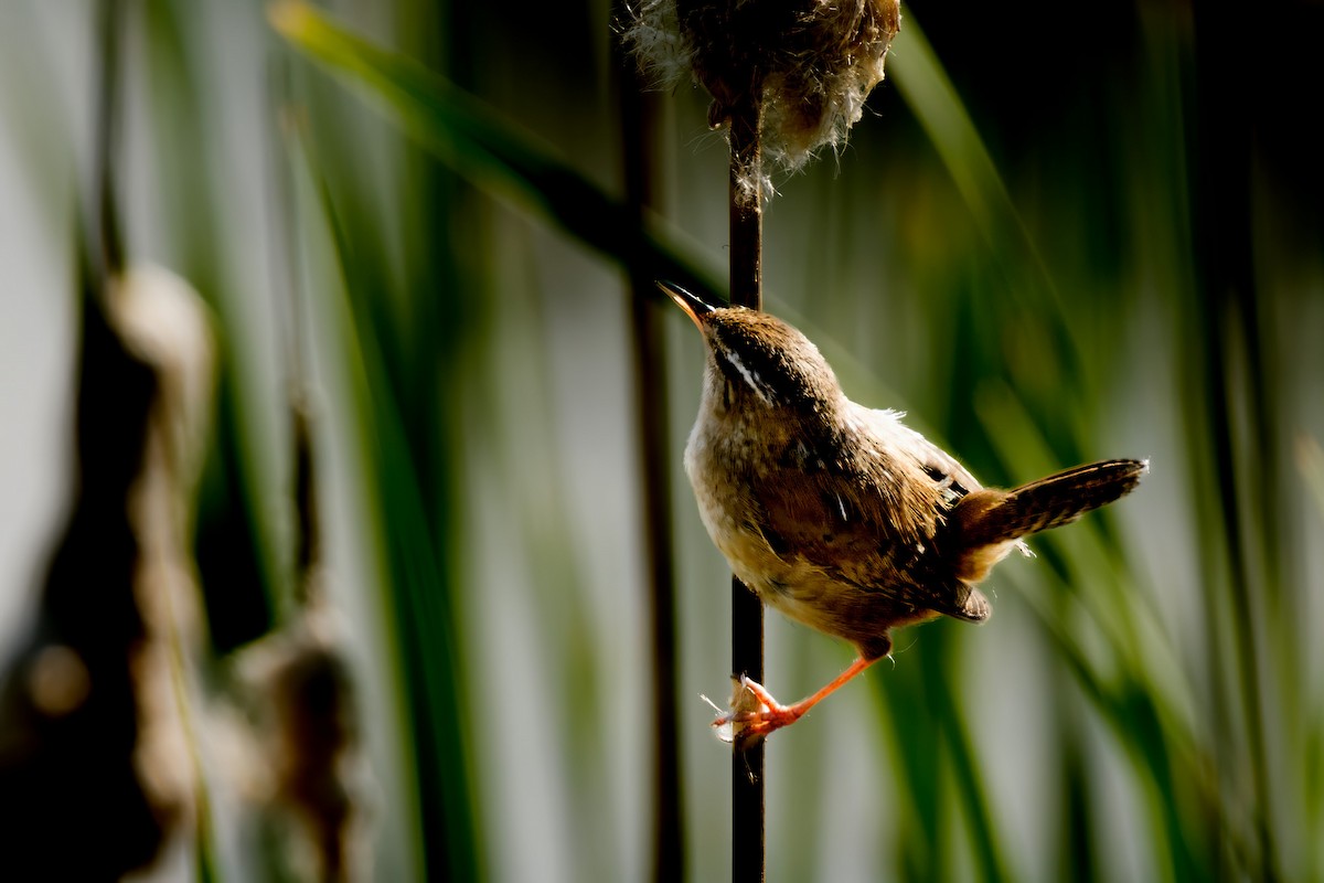 Marsh Wren - ML636007513