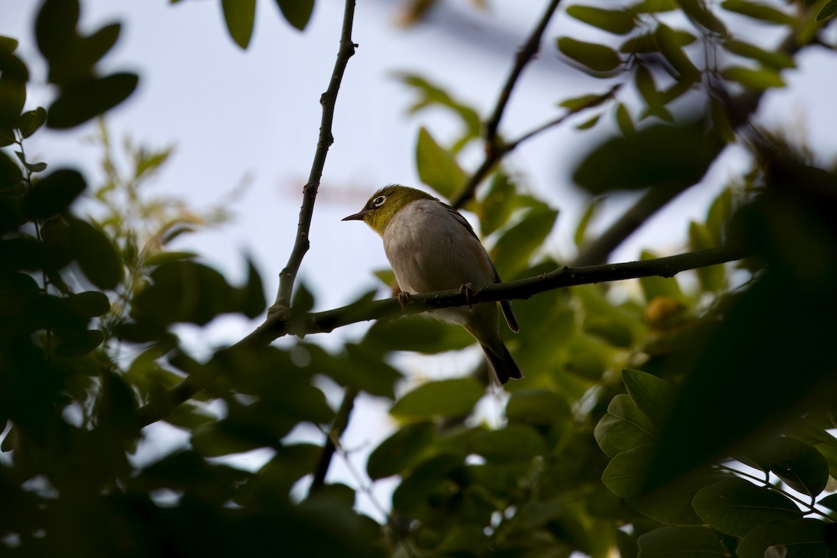 Chestnut-flanked White-eye - ML636007573