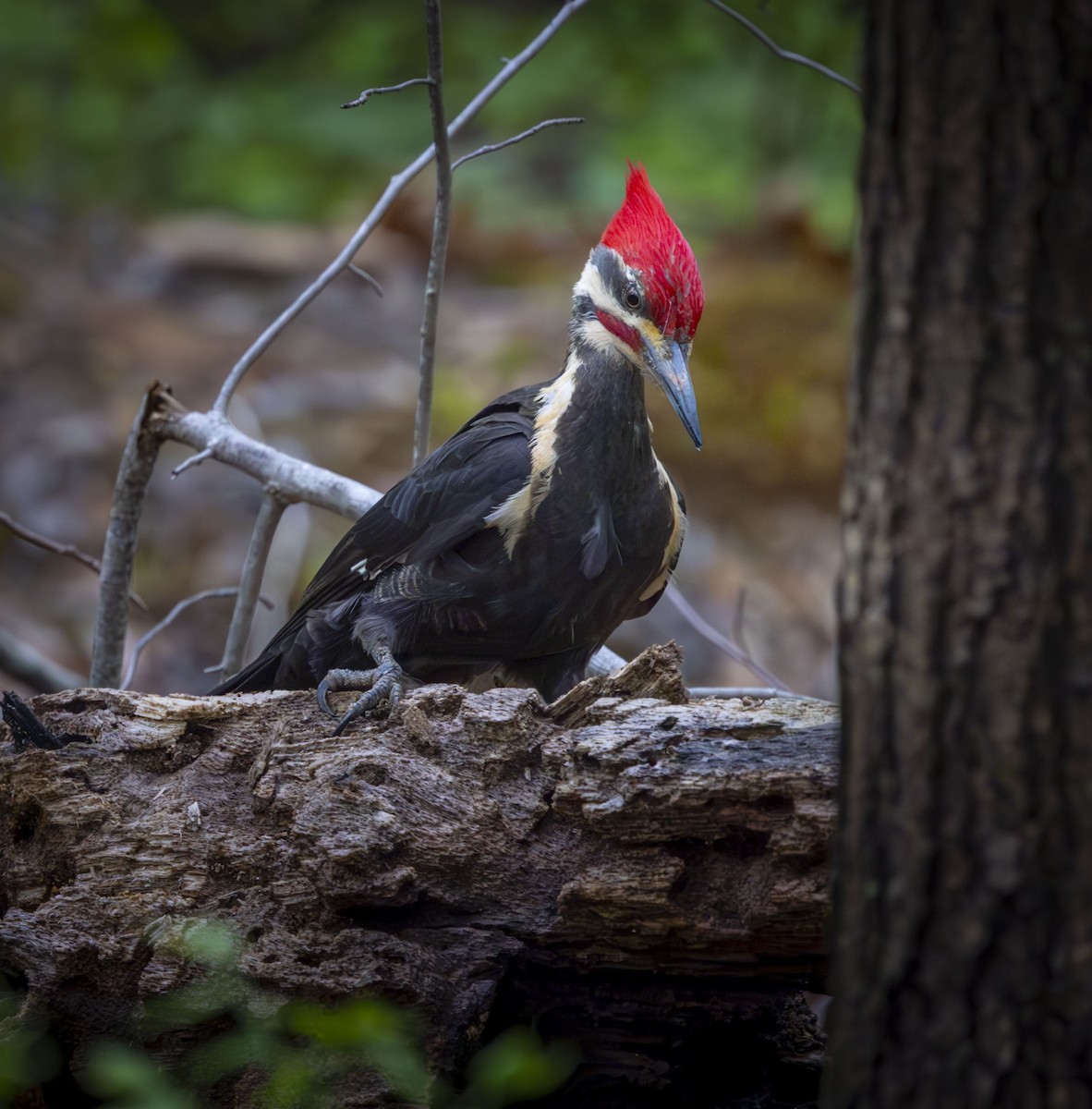 datel chocholatý - ML636007576
