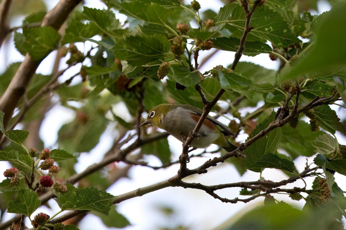 Chestnut-flanked White-eye - ML636007580