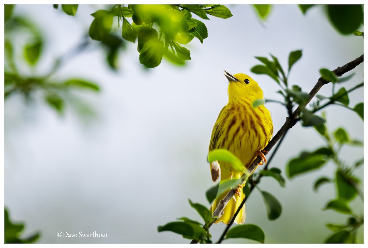 Northern Yellow Warbler - ML636007584