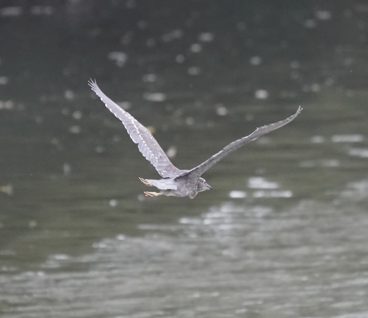 Black-crowned Night Heron - ML636007623