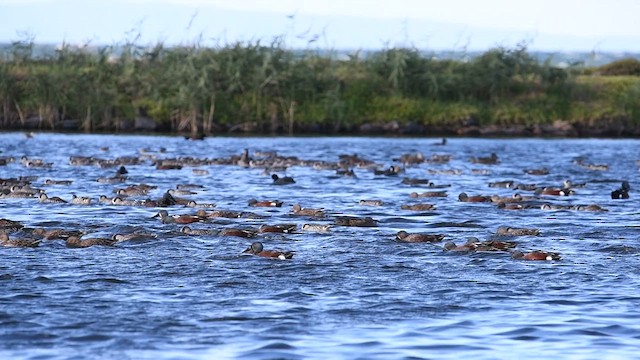 Australasian Shoveler - ML636007637