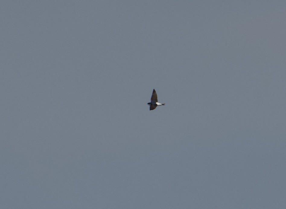 Siberian House-Martin - ML636007729