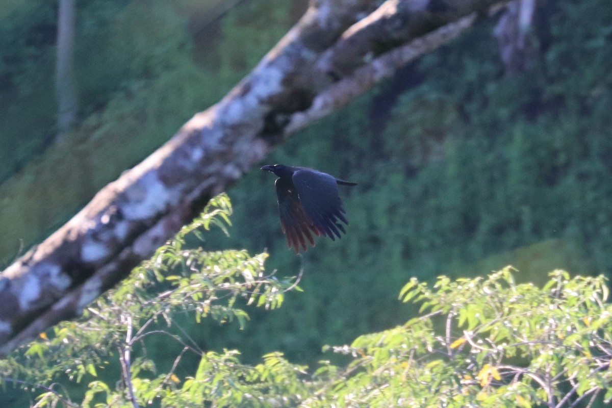 Sulawesi Crow - ML636007797