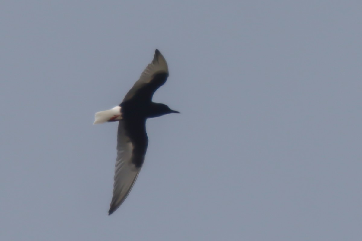 White-winged Tern - ML636007815