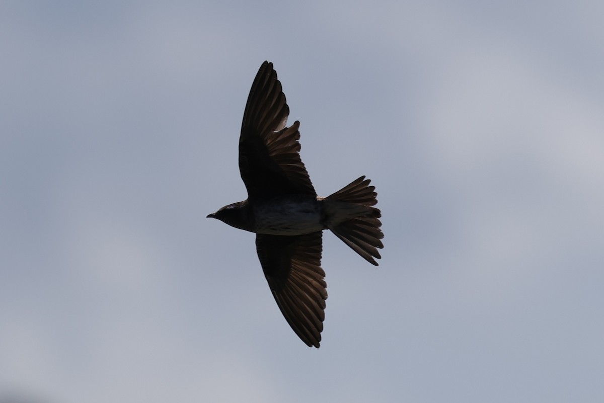 Purple Martin - ML636007825