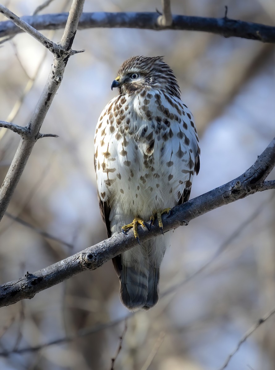 káně páskovaná - ML636007844