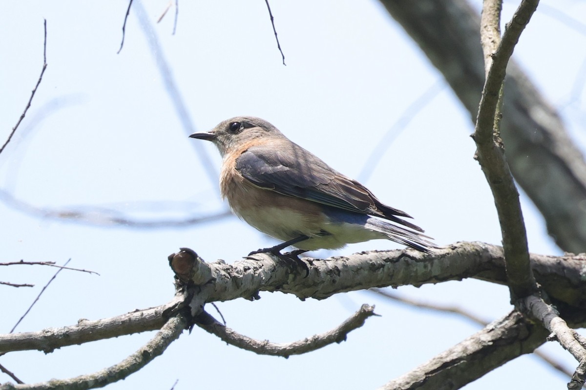 Eastern Bluebird - ML636007869