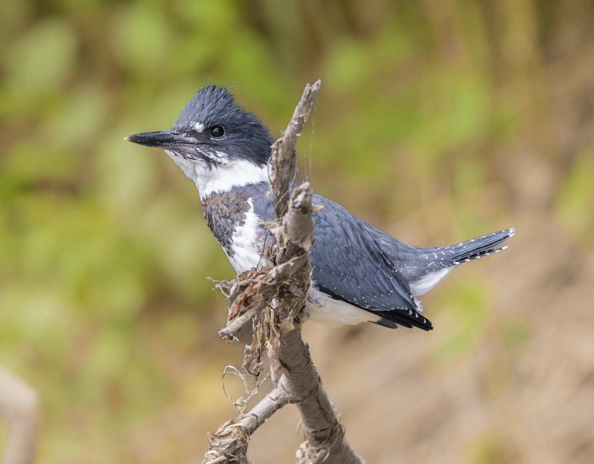 rybařík pruhoprsý - ML636007988