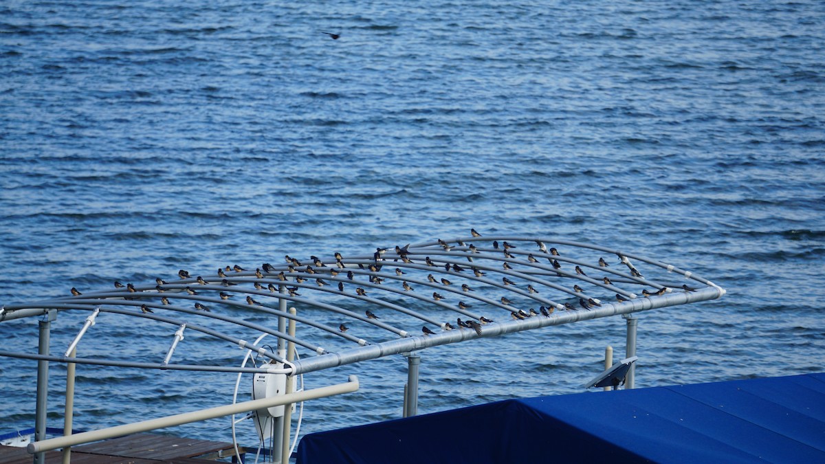 Barn Swallow - ML636008091