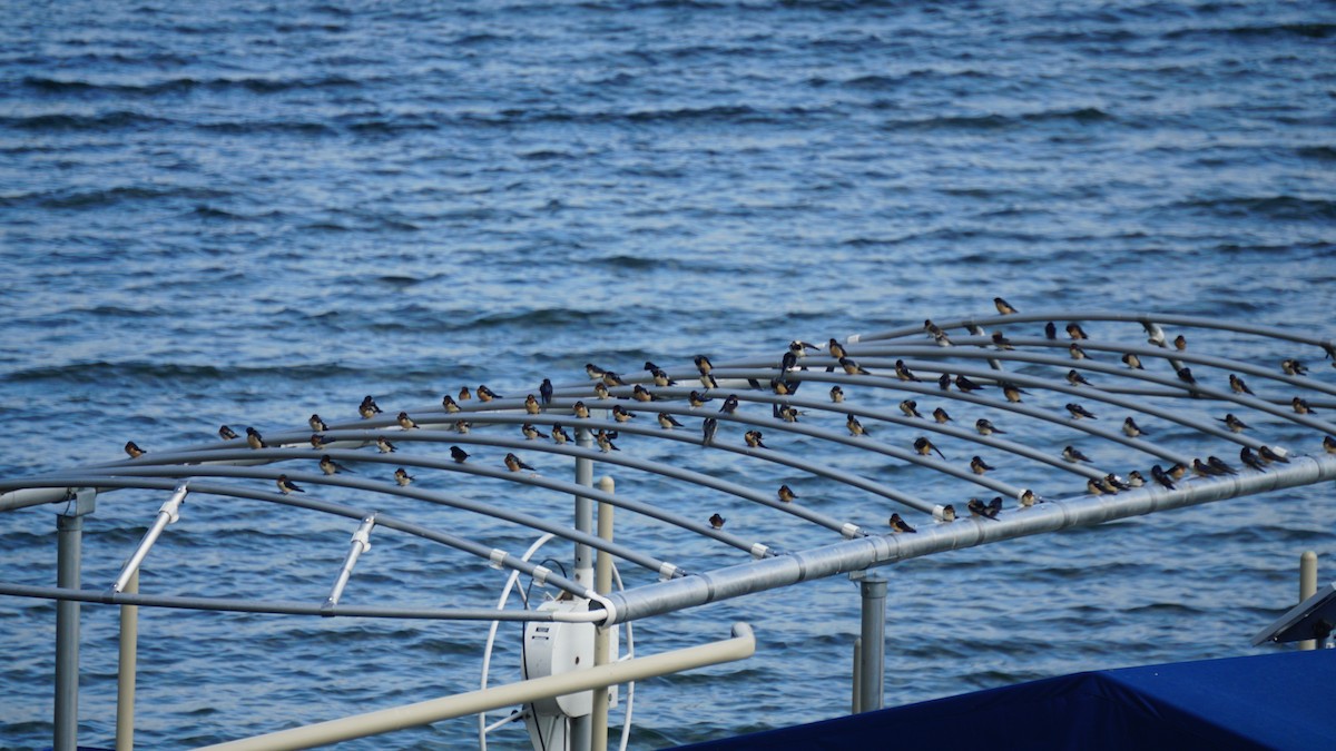 Barn Swallow - ML636008093