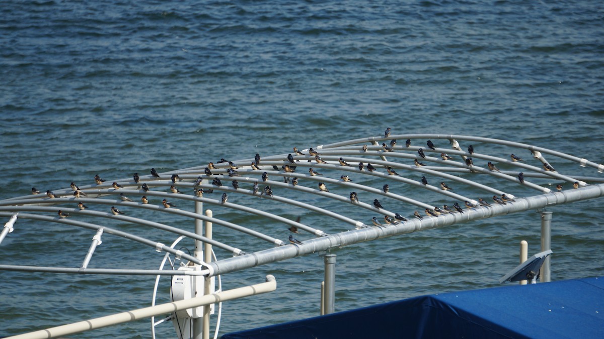 Barn Swallow - ML636008096