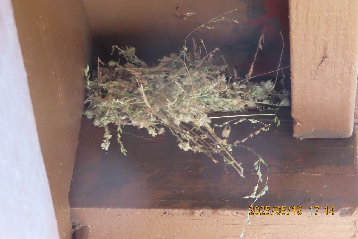 House Finch - ML636008251