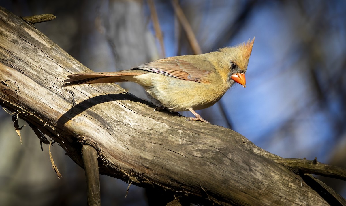 kardinál červený - ML636008363