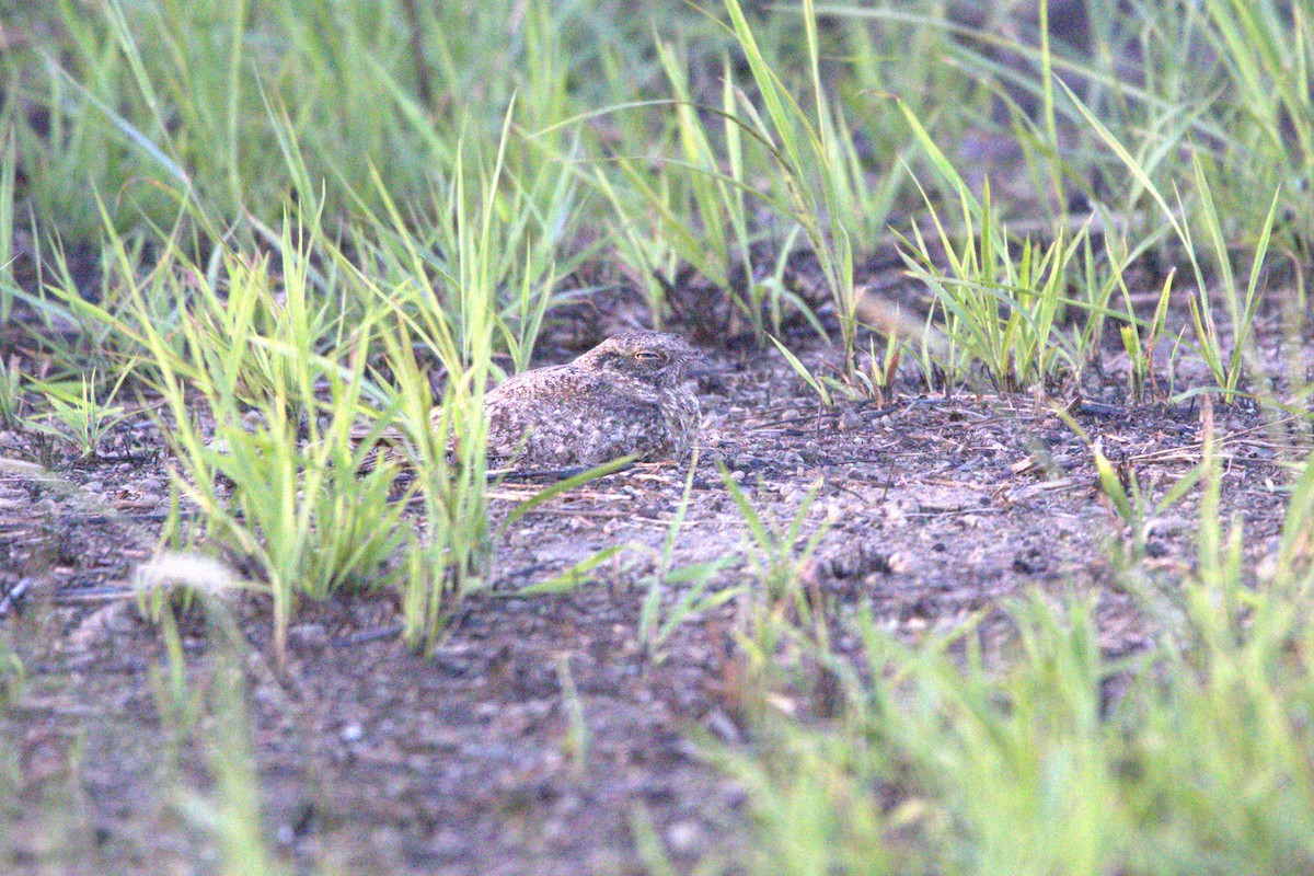 Chirruping Nightjar - ML636008439