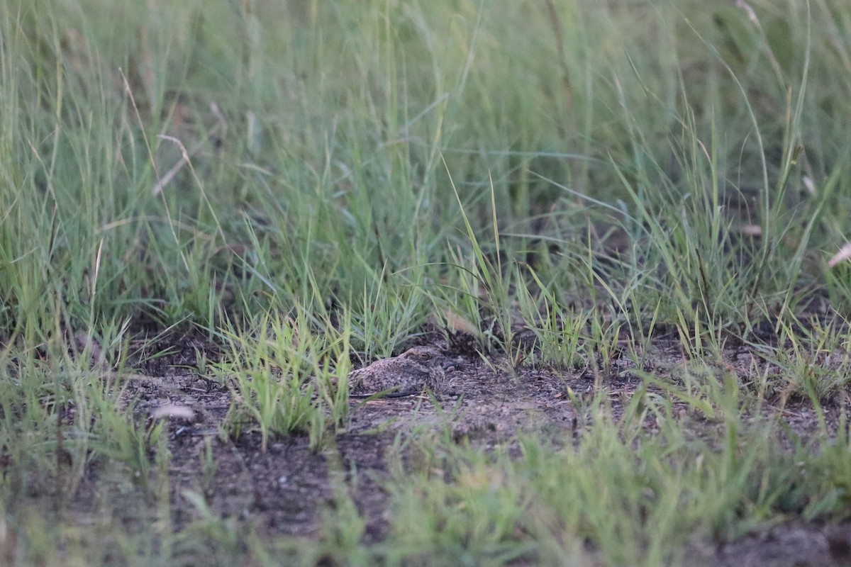 Chirruping Nightjar - ML636008446