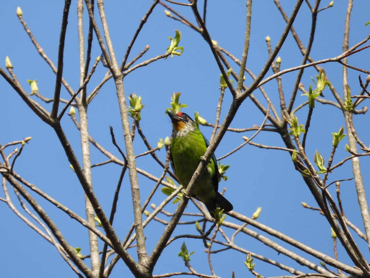 Golden-throated Barbet - ML636008470