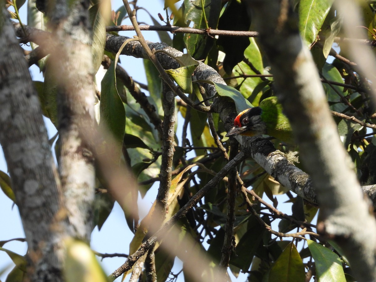 Golden-throated Barbet - ML636008471