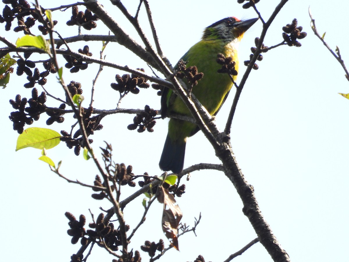 Golden-throated Barbet - ML636008473