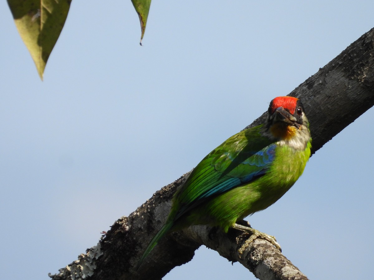 Golden-throated Barbet - ML636008474