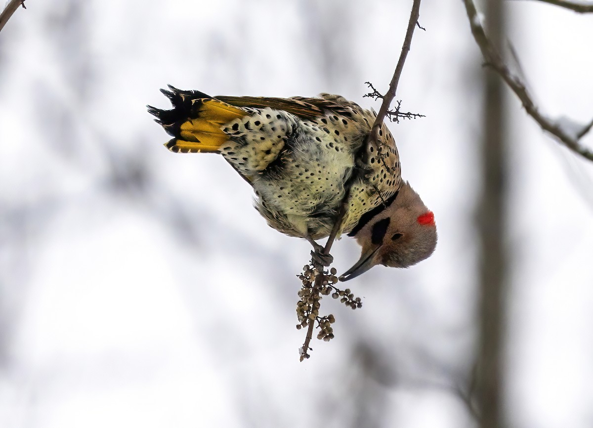 datel zlatý - ML636008476