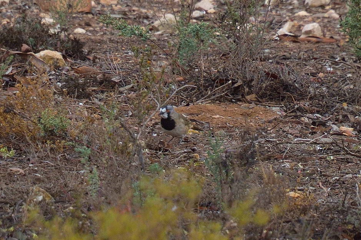 Crested Bellbird - ML636008495
