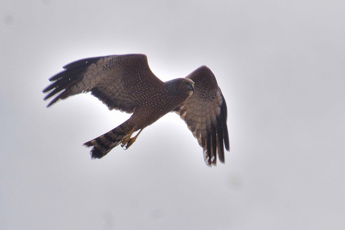 Spotted Harrier - ML636008536