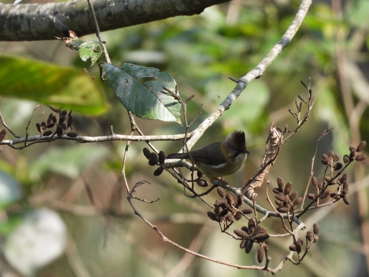 Yuhina Bigotuda - ML636008579
