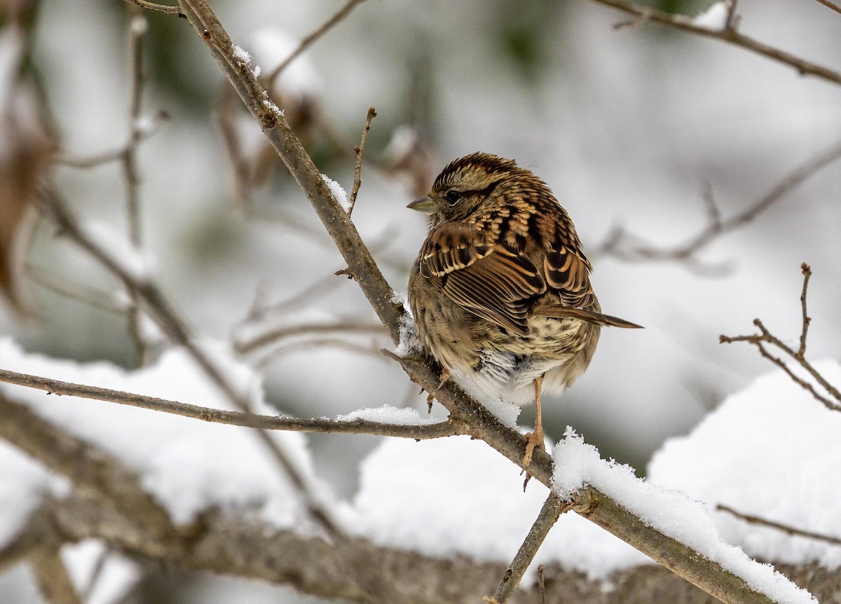 Swamp Sparrow - ML636008582