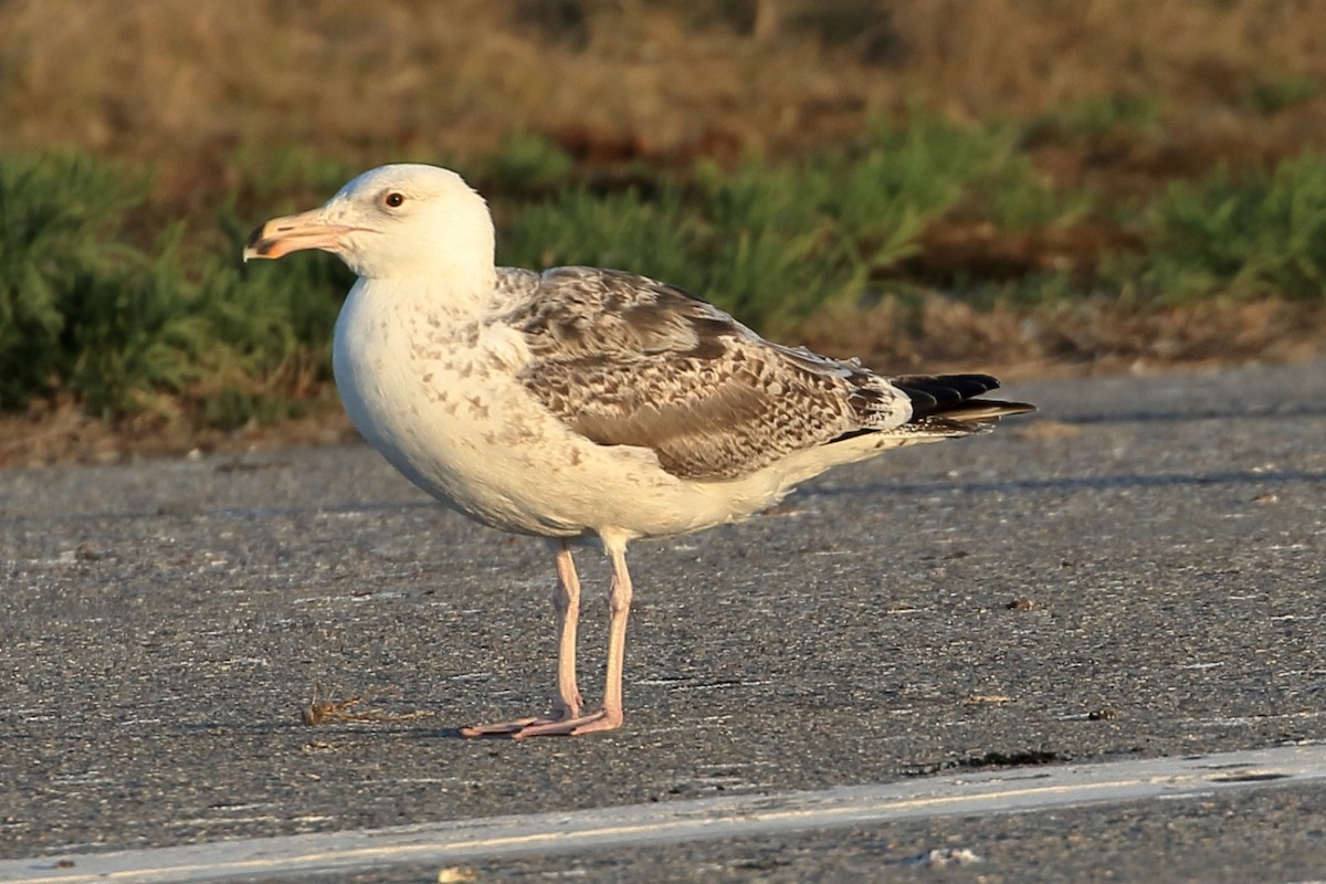 Great Black-backed Gull - ML636008612