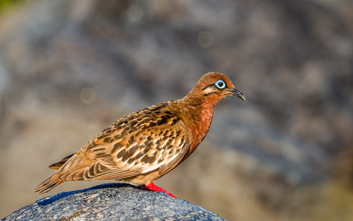 Galapagos Dove - ML636008619
