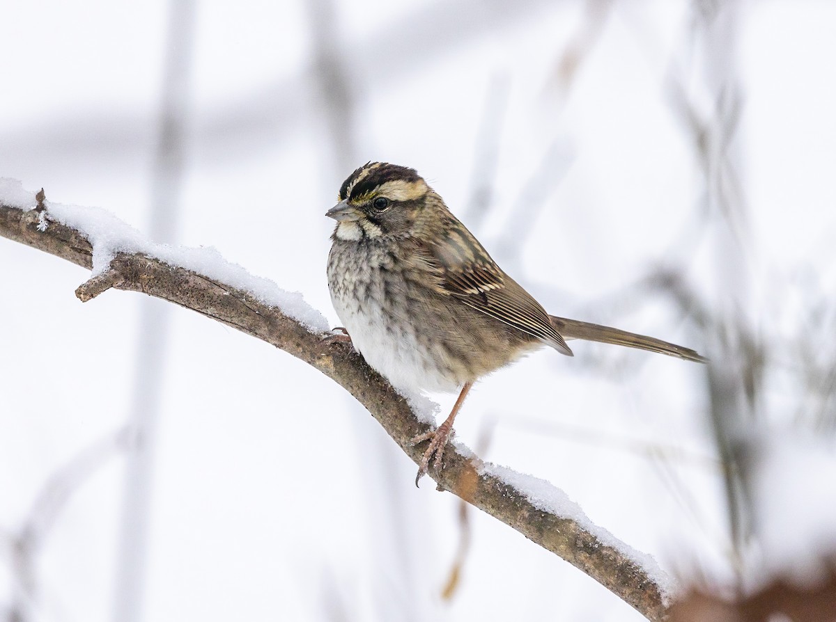 strnadec bělohrdlý - ML636008641