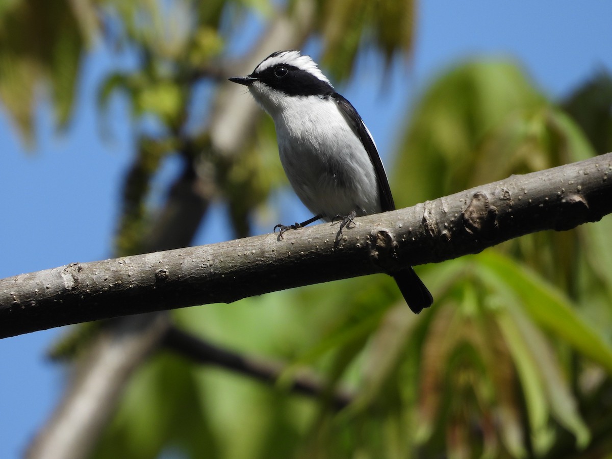 Little Pied Flycatcher - ML636008691