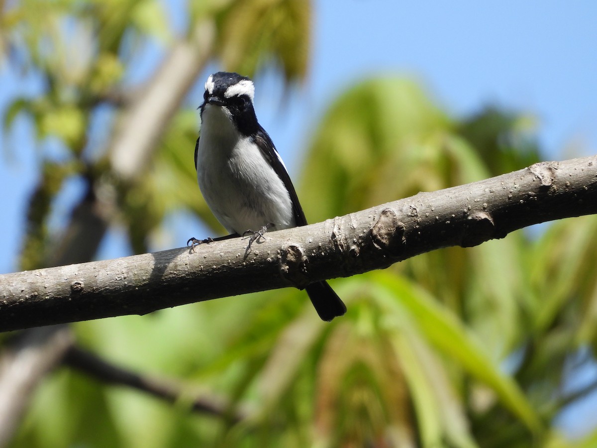 Little Pied Flycatcher - ML636008692