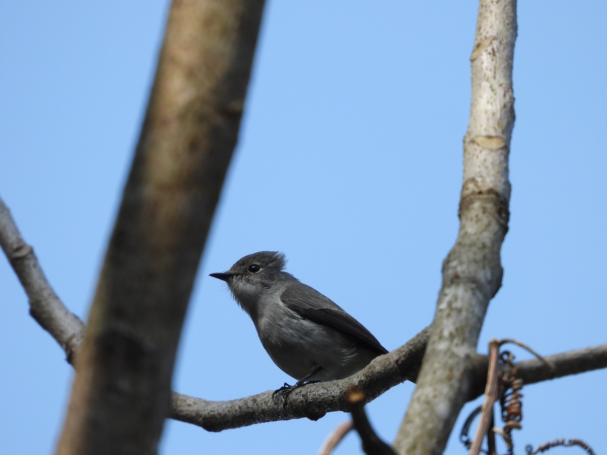 Little Pied Flycatcher - ML636008698