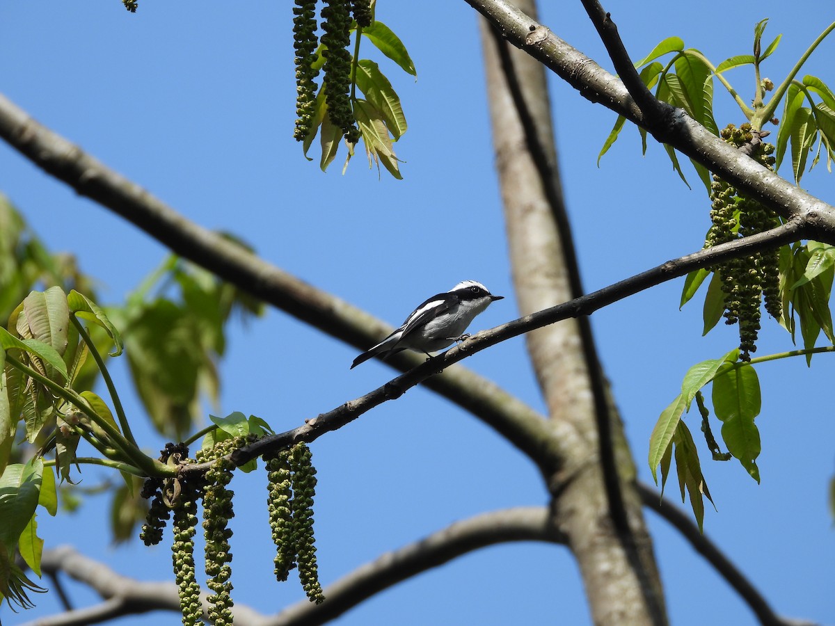 Little Pied Flycatcher - ML636008699