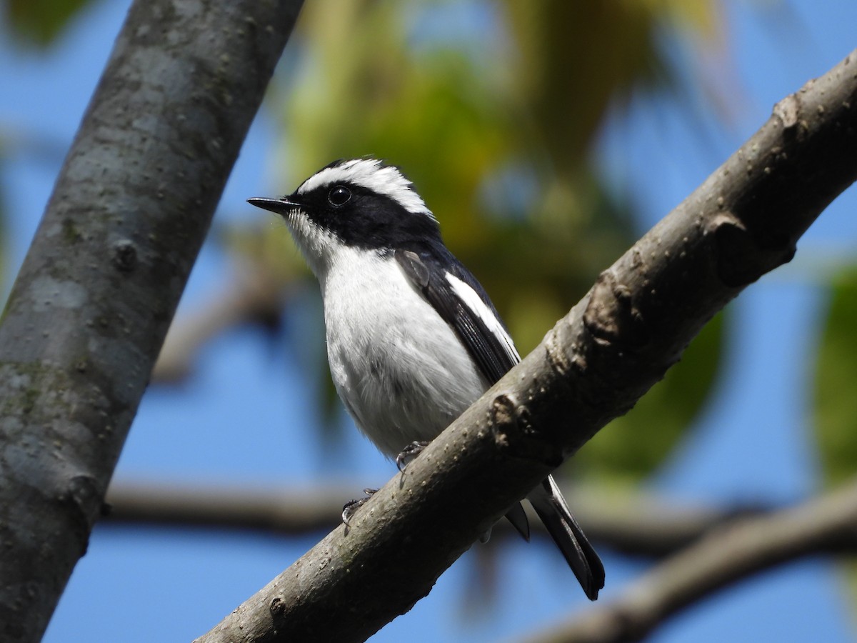 Little Pied Flycatcher - ML636008700