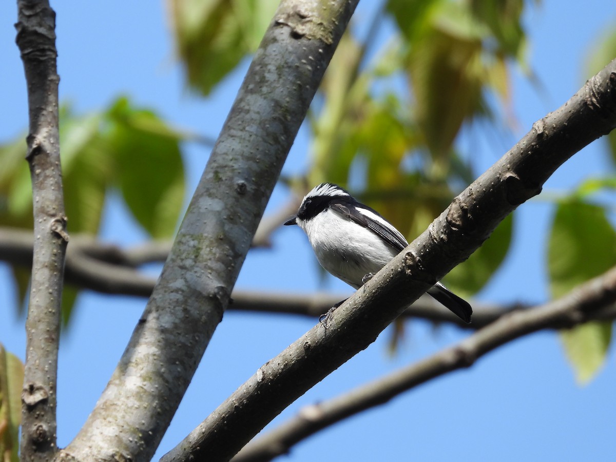 Little Pied Flycatcher - ML636008701