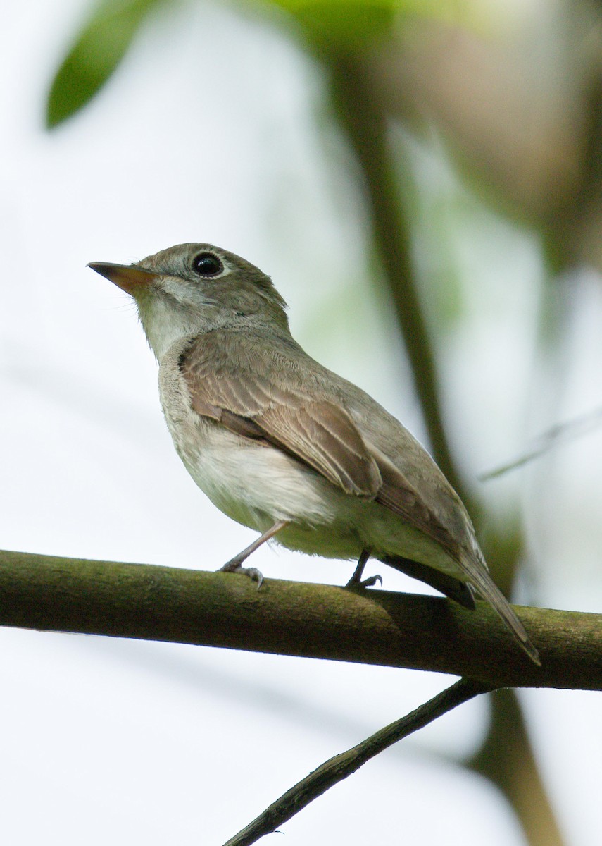 Asian Brown Flycatcher - ML636008719