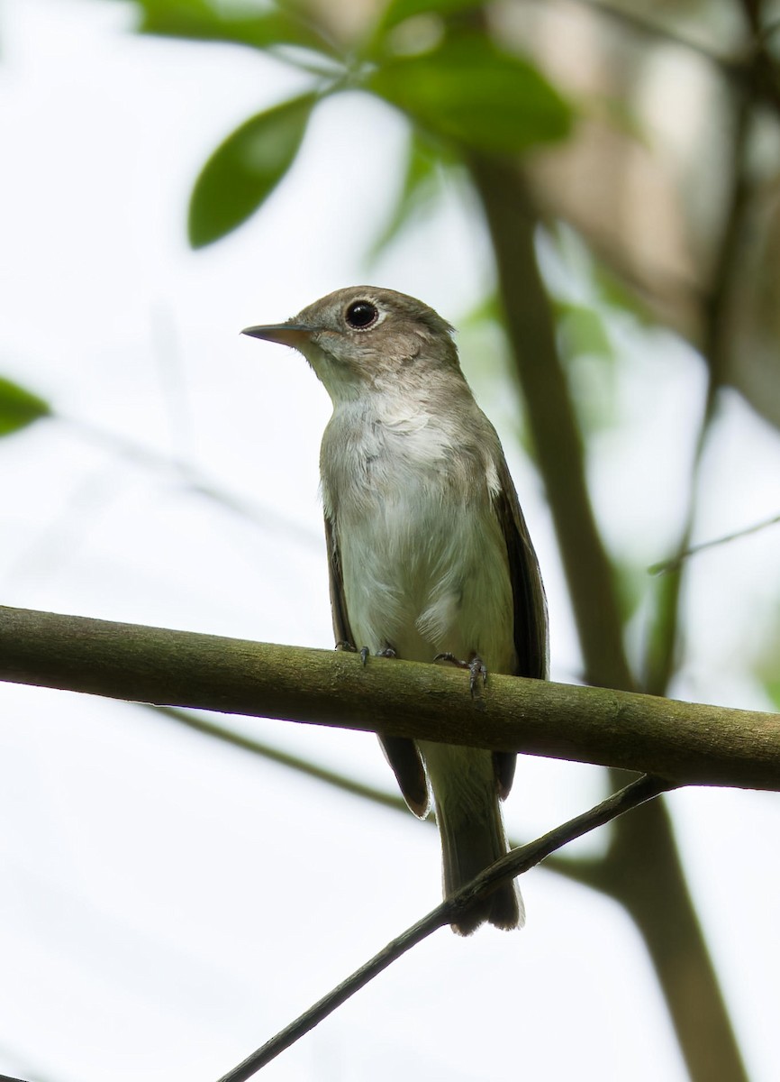 Asian Brown Flycatcher - ML636008728