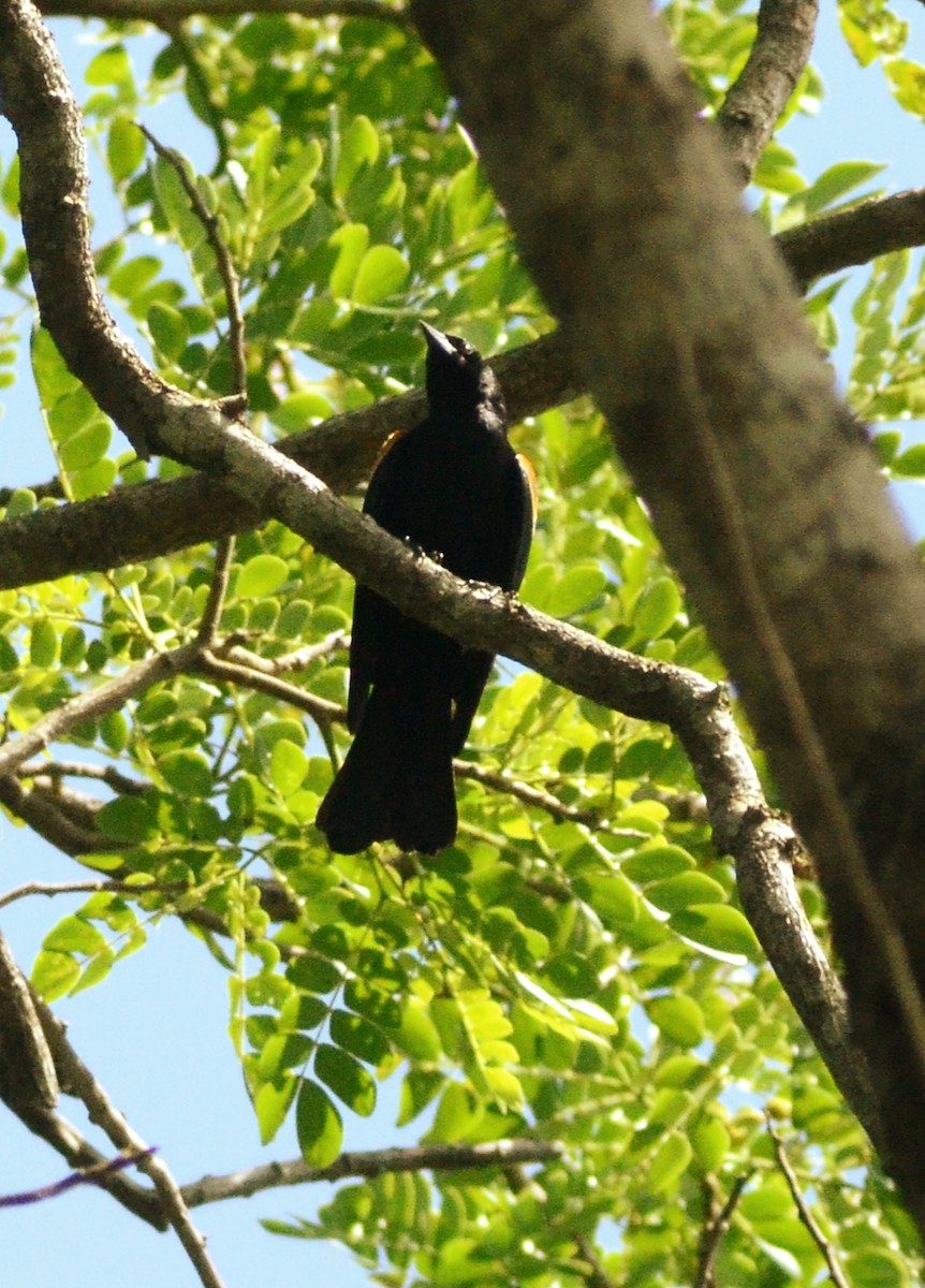 Tawny-shouldered Blackbird - ML636008749