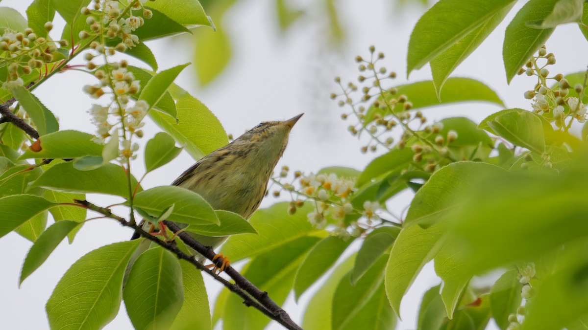 Blackpoll Warbler - ML636008800