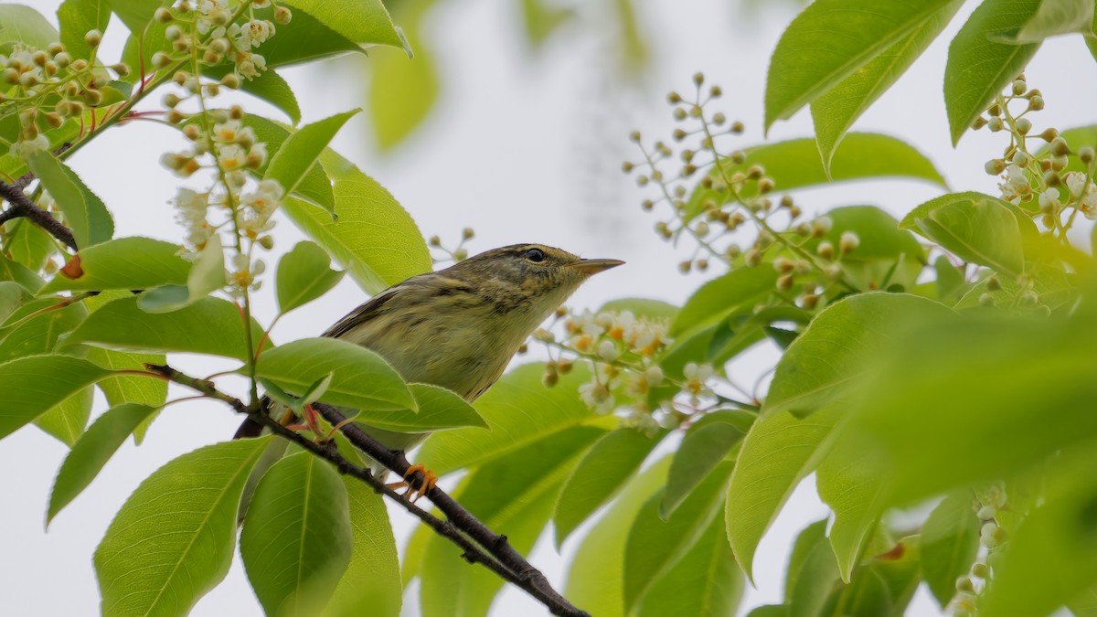 Blackpoll Warbler - ML636008801