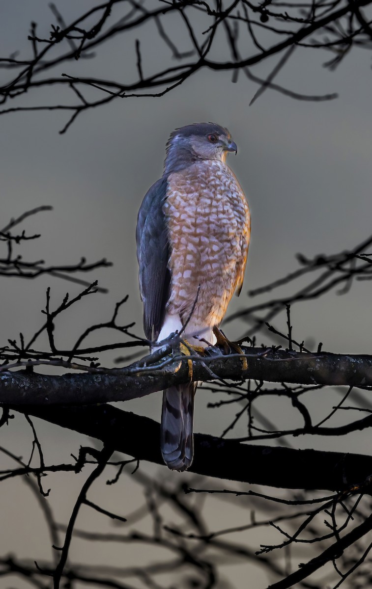 jestřáb americký - ML636008807