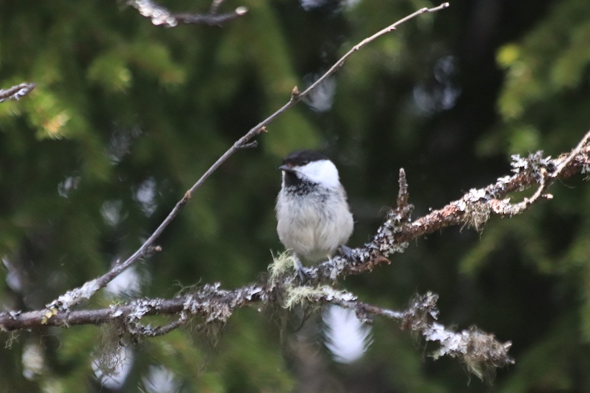 Willow Tit - ML636008884