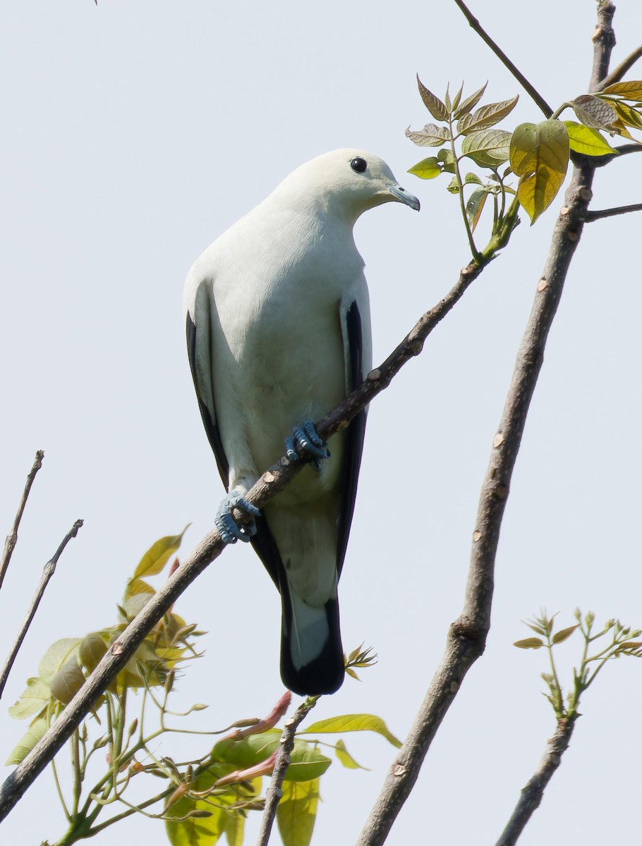 Pied Imperial-Pigeon - ML636008893