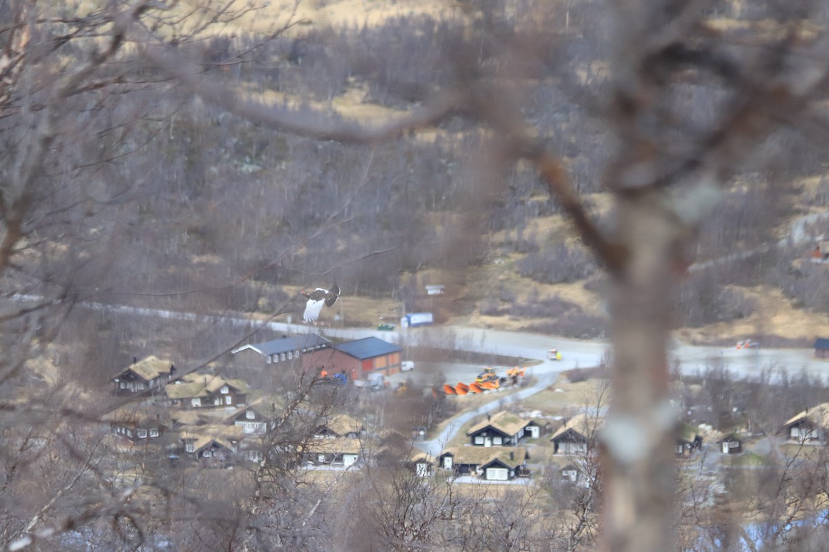 Rock Ptarmigan - ML636008928